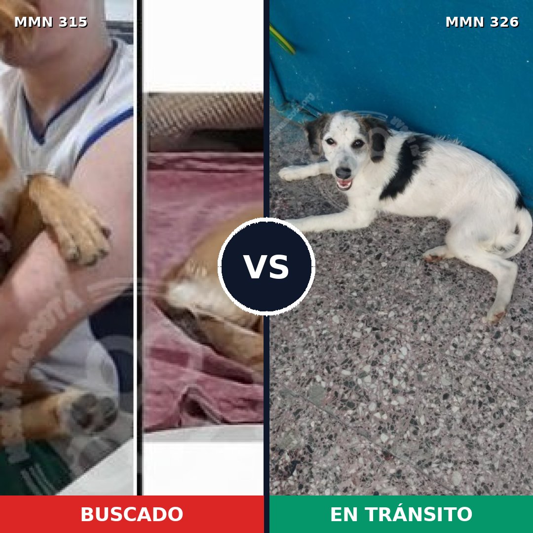 Comparativa MMS 6479: mascota perdida y mascota encontrada, 62% de similitud