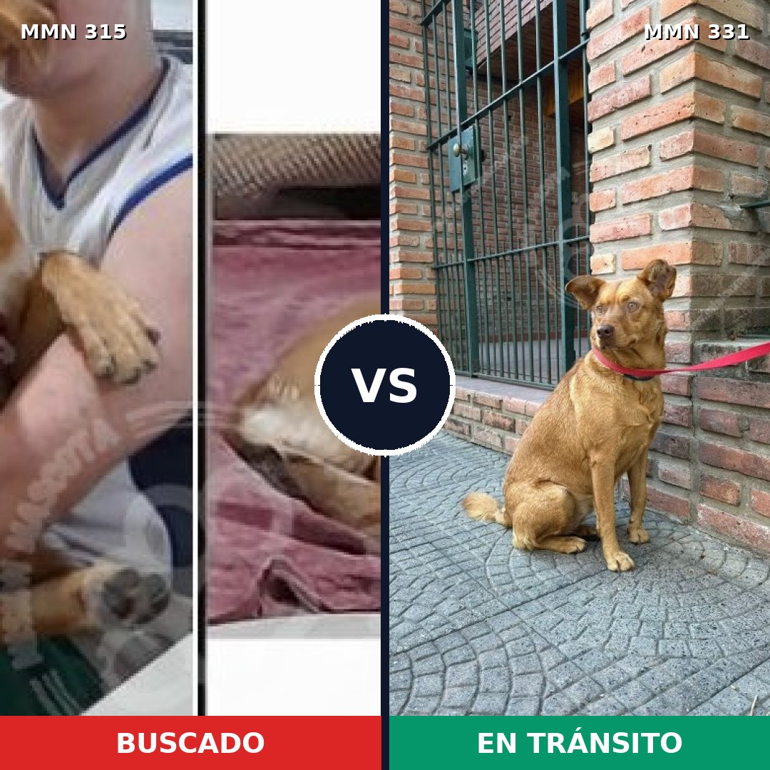 Comparativa MMS 6480: mascota perdida y mascota encontrada, 76% de similitud