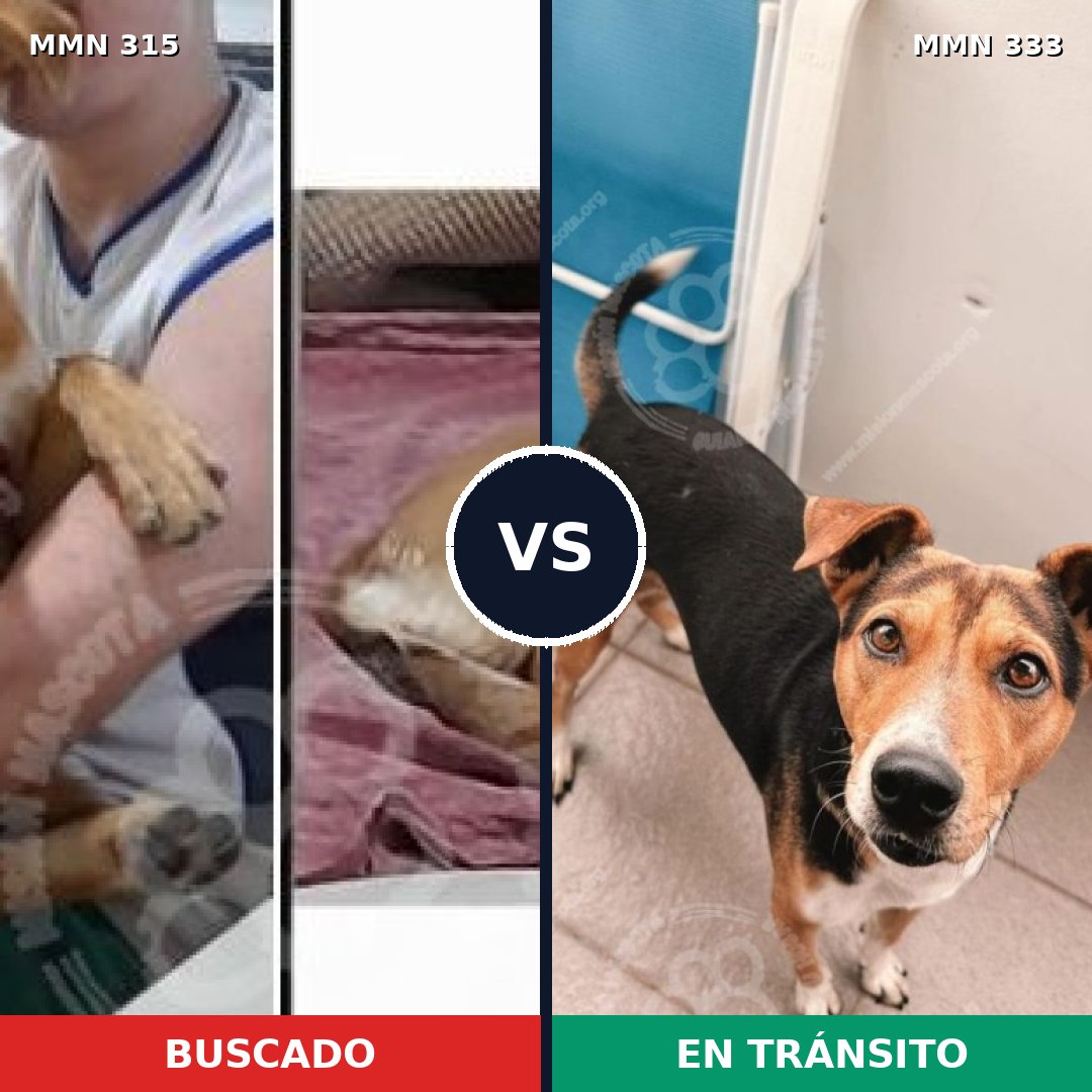 Comparativa MMS 6481: mascota perdida y mascota encontrada, 76% de similitud
