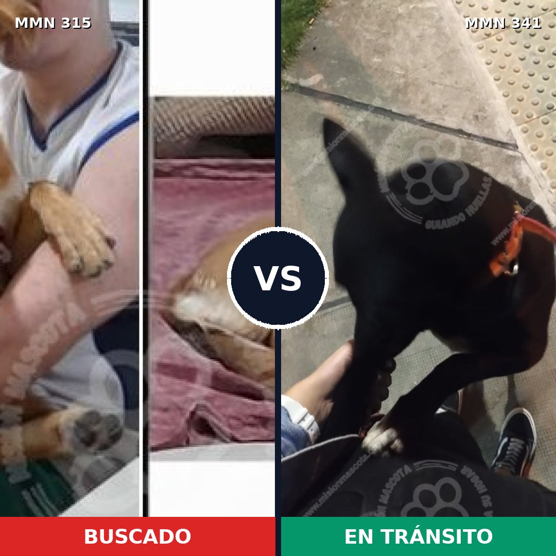 Comparativa MMS 6482: mascota perdida y mascota encontrada, 60% de similitud