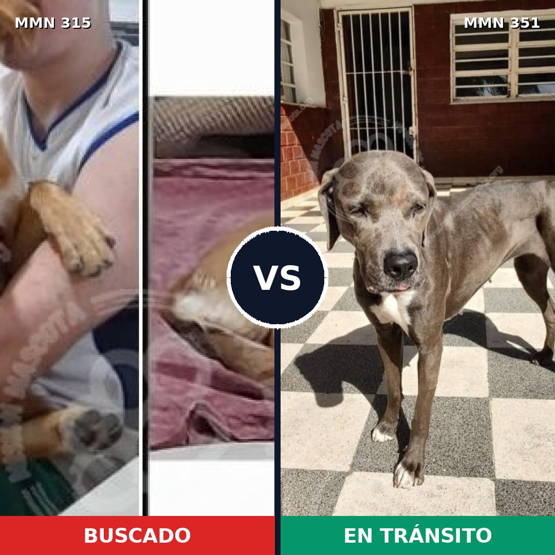 Comparativa MMS 6483: mascota perdida y mascota encontrada, 15% de similitud