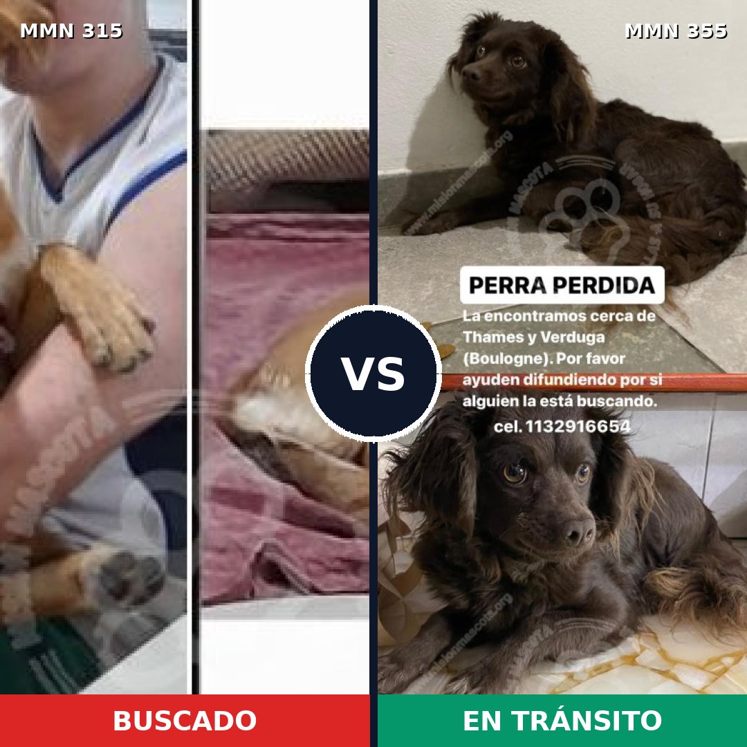 Comparativa MMS 6484: mascota perdida y mascota encontrada, 57% de similitud