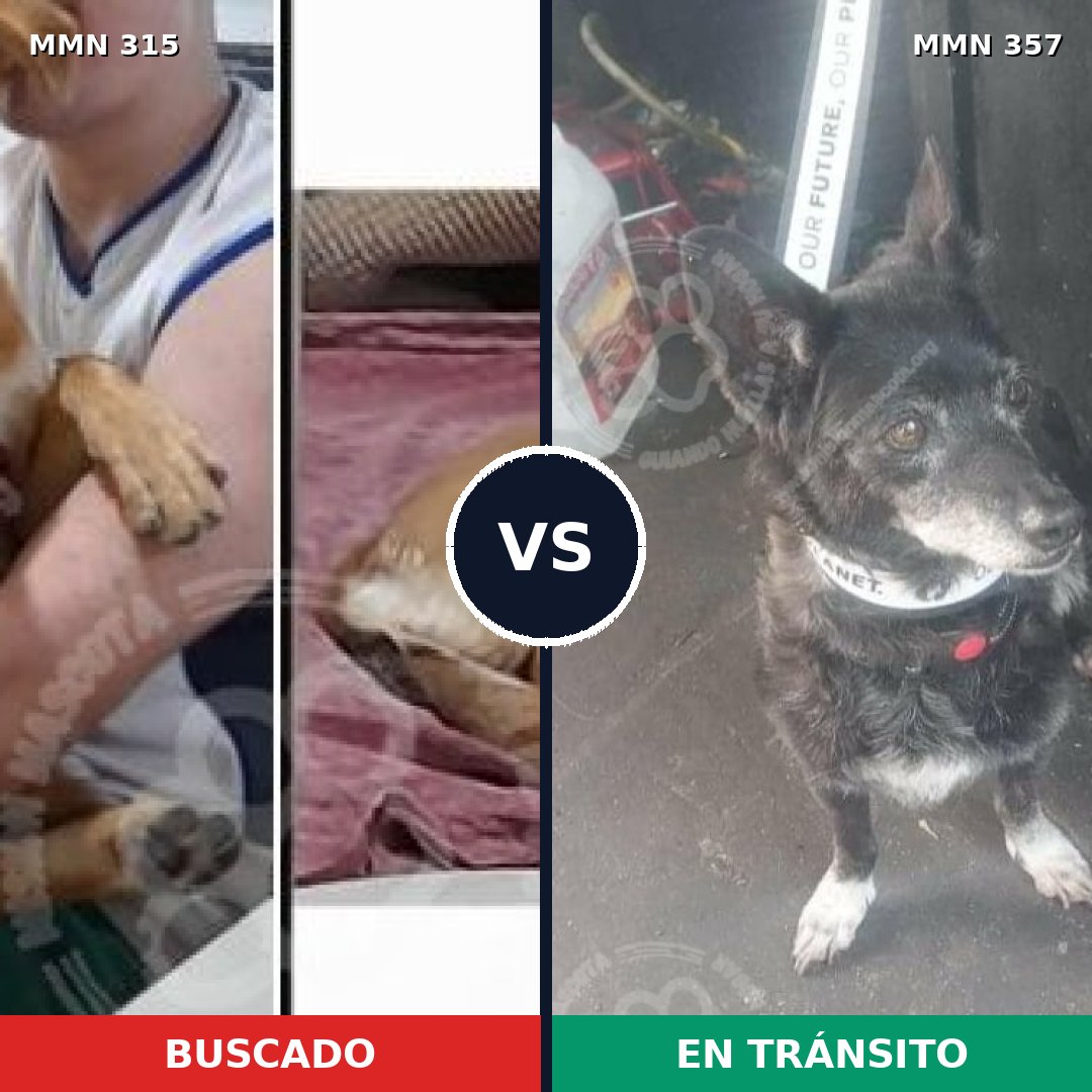 Comparativa MMS 6485: mascota perdida y mascota encontrada, 62% de similitud