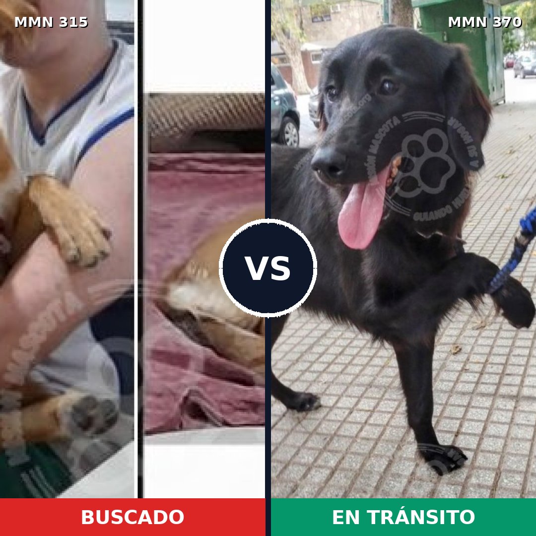 Comparativa MMS 6486: mascota perdida y mascota encontrada, 62% de similitud