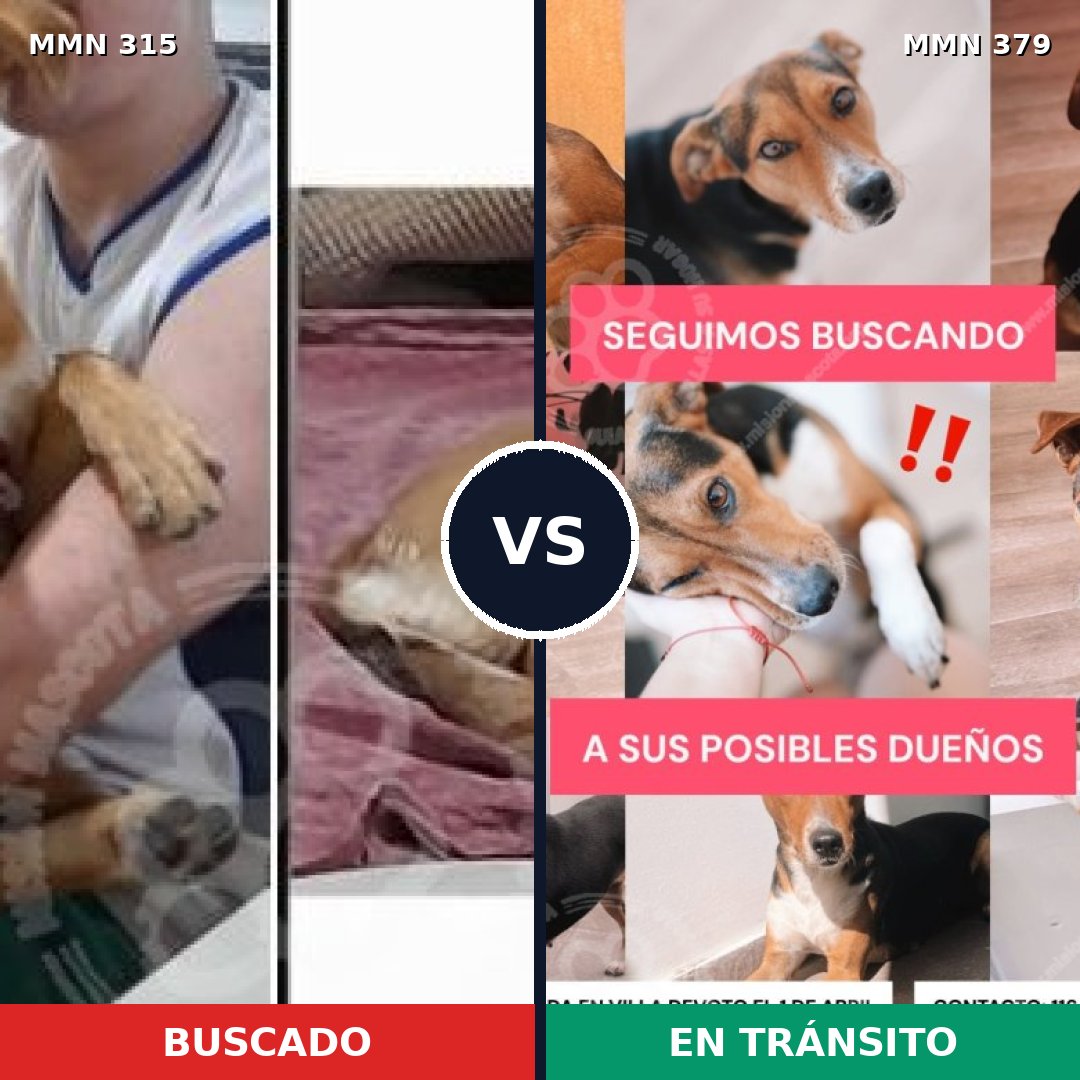 Comparativa MMS 6489: mascota perdida y mascota encontrada, 80% de similitud