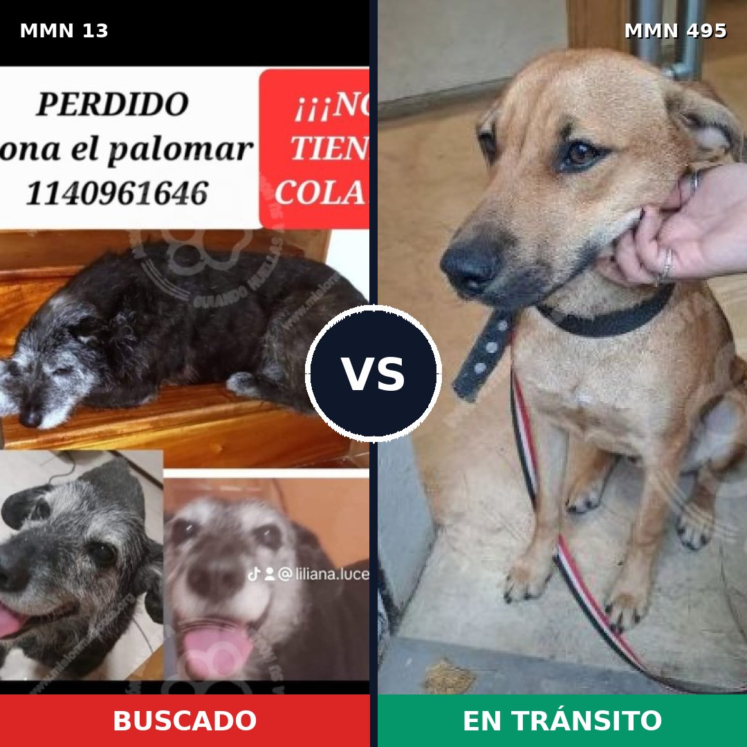 Comparativa MMS 649: mascota perdida y mascota encontrada, 69% de similitud