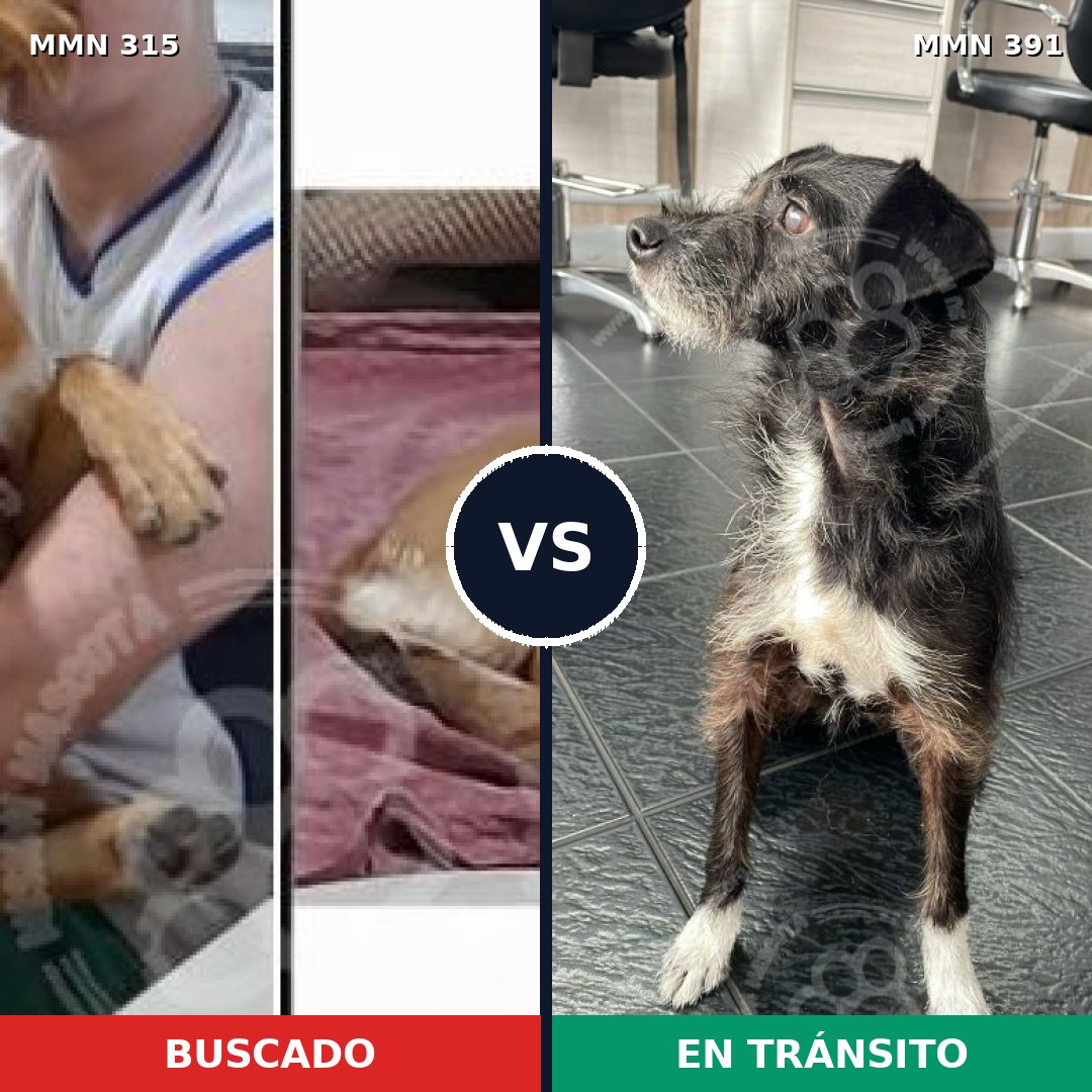 Comparativa MMS 6490: mascota perdida y mascota encontrada, 63% de similitud