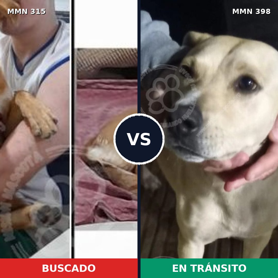 Comparativa MMS 6491: mascota perdida y mascota encontrada, 63% de similitud