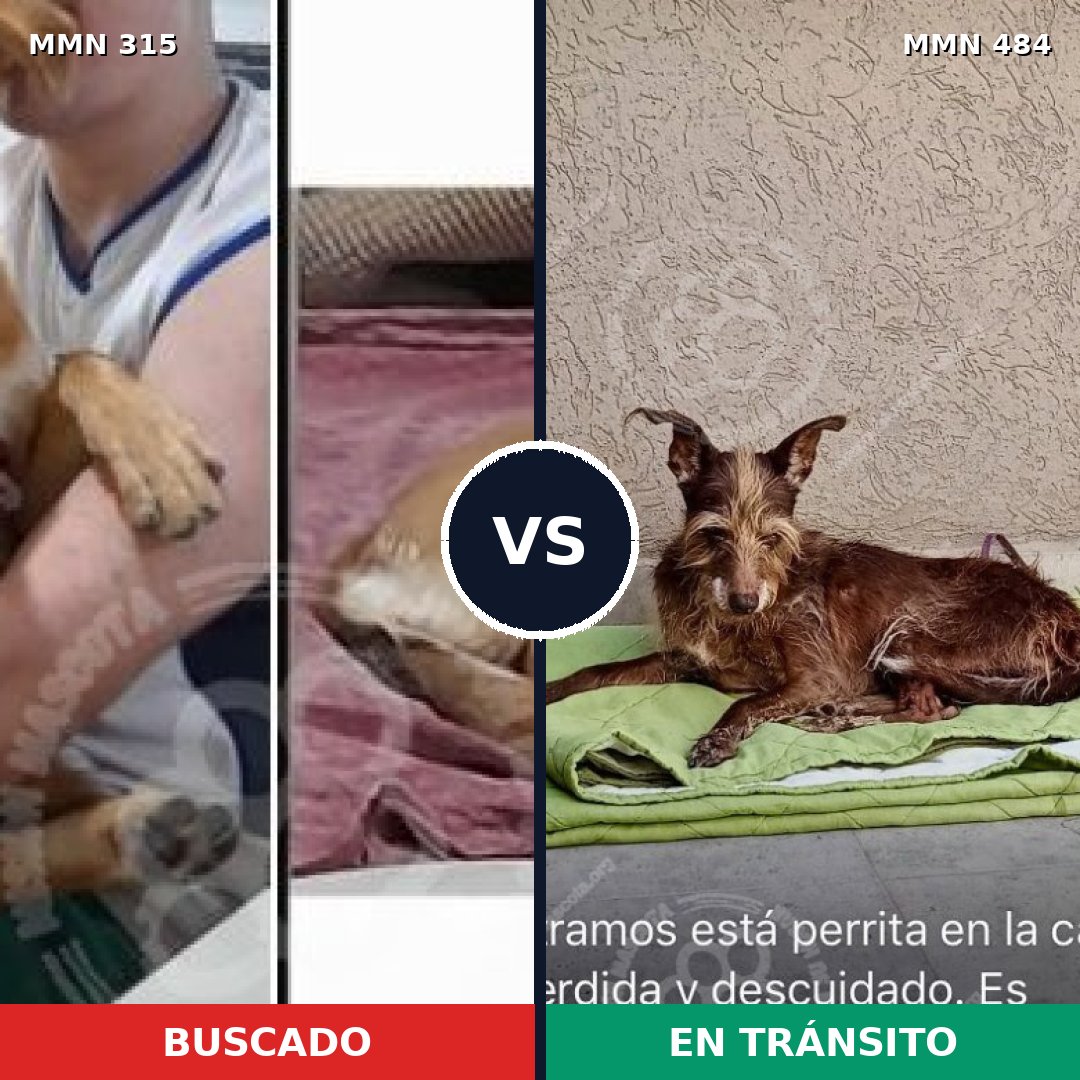 Comparativa MMS 6493: mascota perdida y mascota encontrada, 61% de similitud