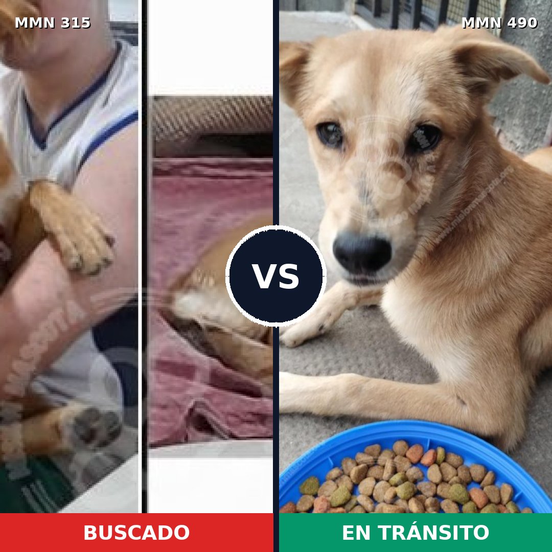 Comparativa MMS 6495: mascota perdida y mascota encontrada, 42% de similitud