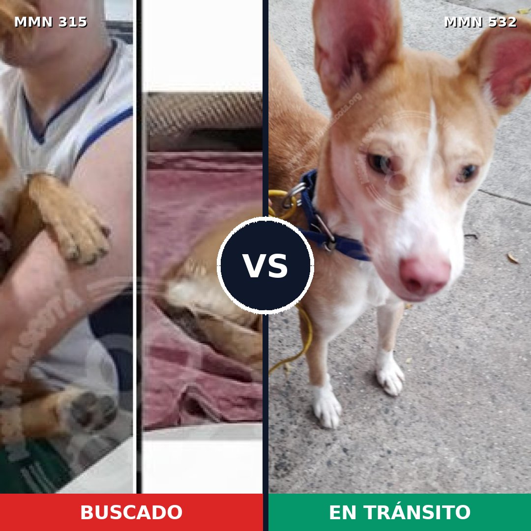 Comparativa MMS 6496: mascota perdida y mascota encontrada, 57% de similitud