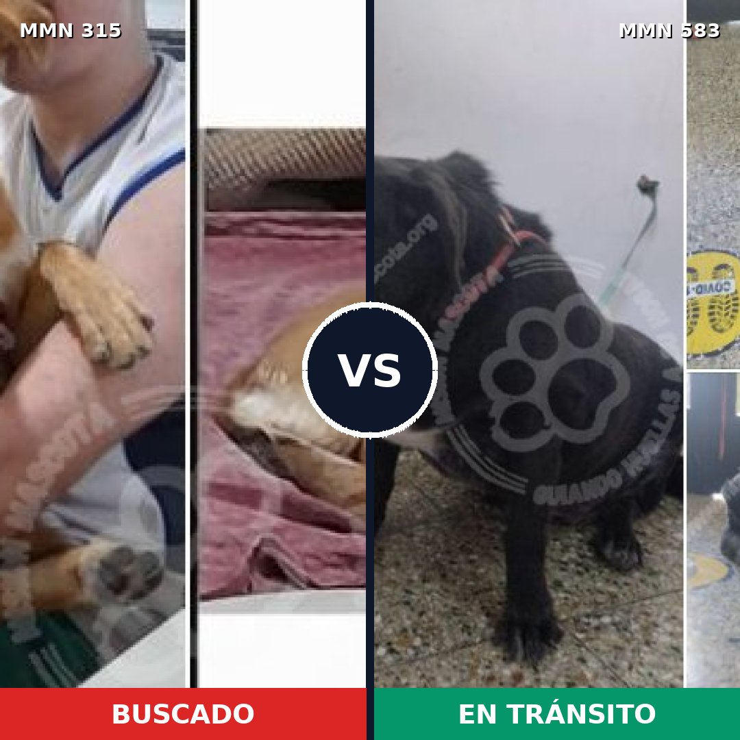 Comparativa MMS 6497: mascota perdida y mascota encontrada, 67% de similitud