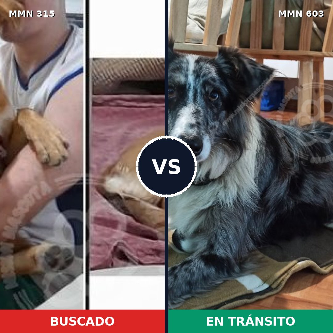 Comparativa MMS 6498: mascota perdida y mascota encontrada, 27% de similitud