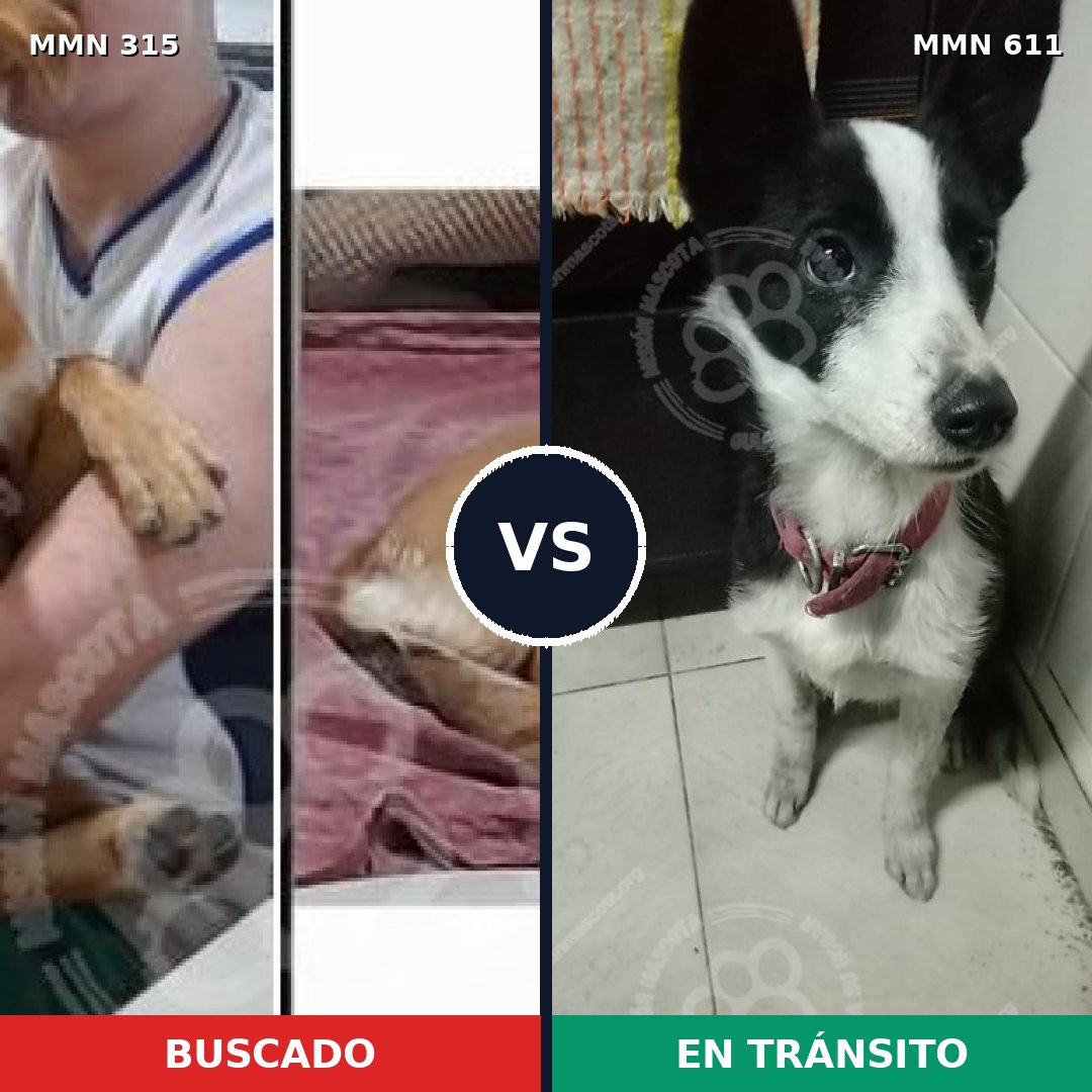 Comparativa MMS 6499: mascota perdida y mascota encontrada, 62% de similitud