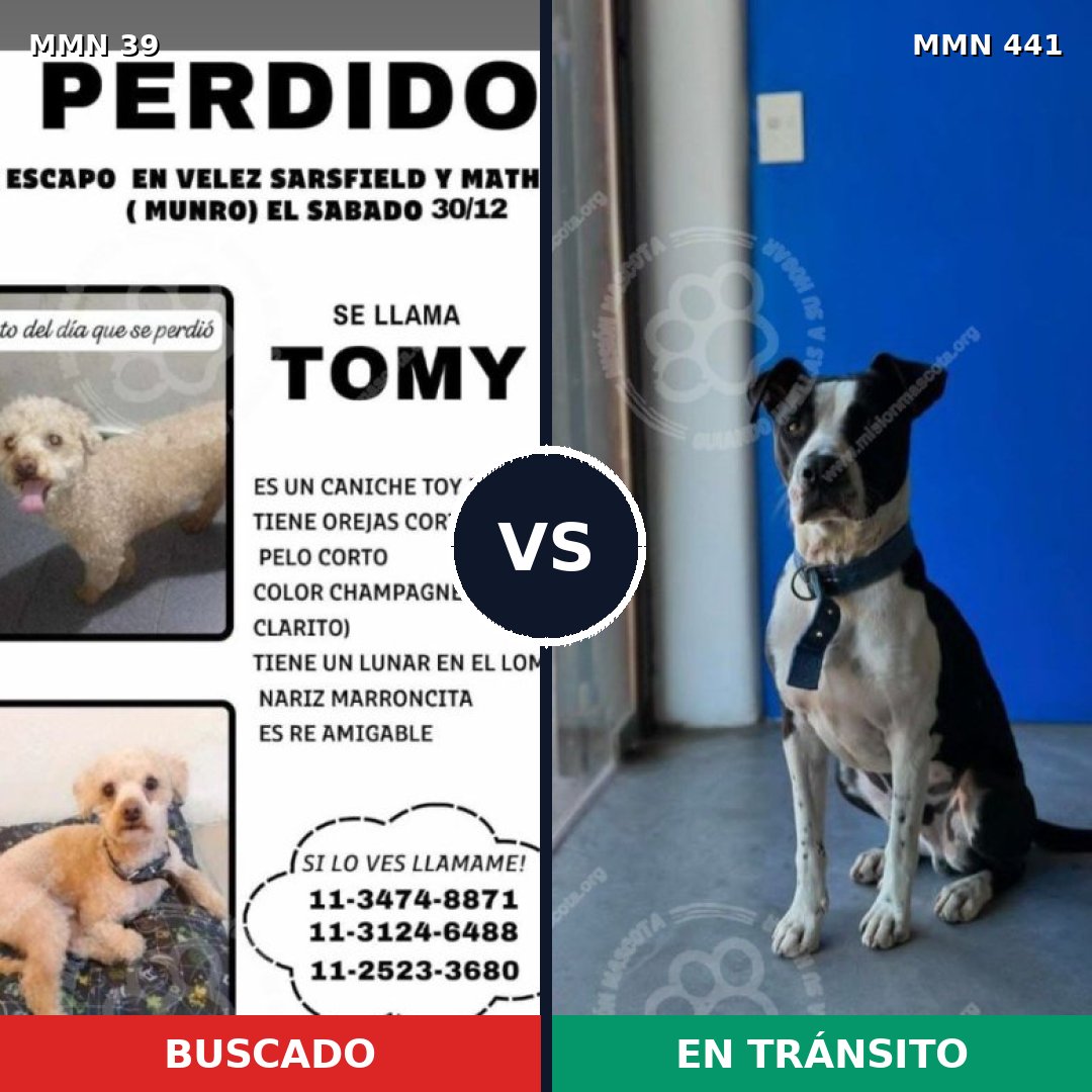 Comparativa MMS 65: mascota perdida y mascota encontrada, 29% de similitud