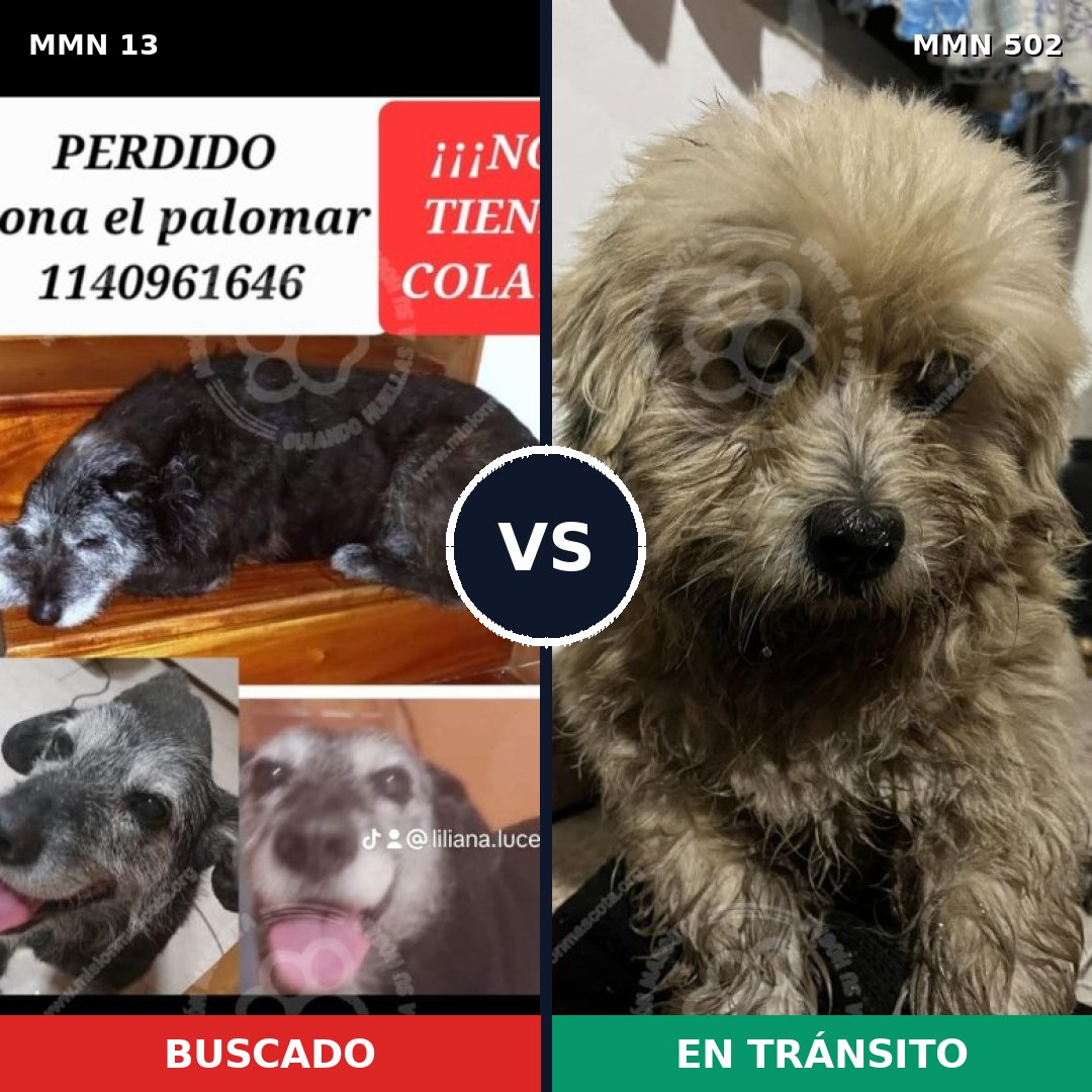 Comparativa MMS 650: mascota perdida y mascota encontrada, 59% de similitud