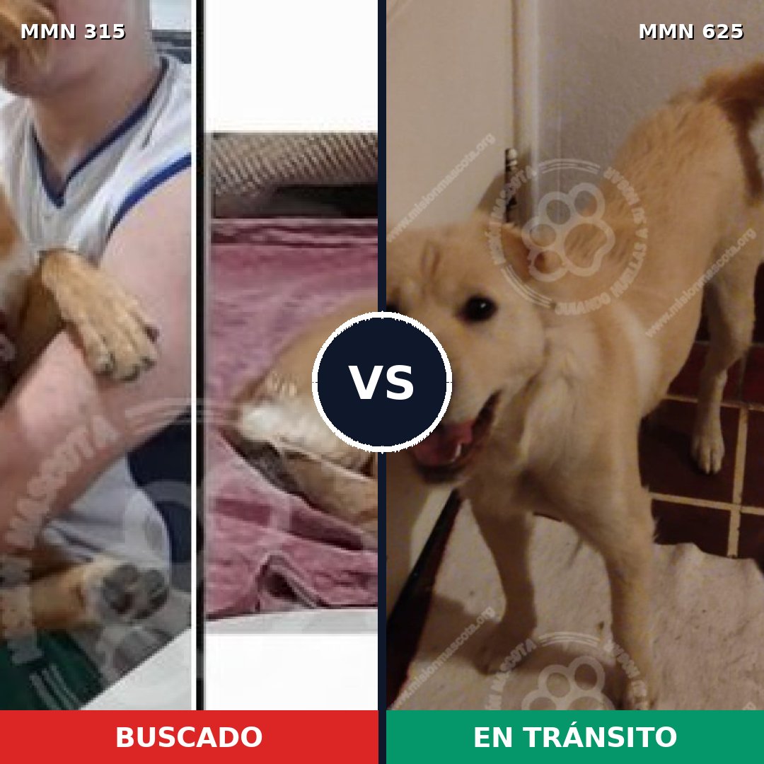 Comparativa MMS 6500: mascota perdida y mascota encontrada, 77% de similitud