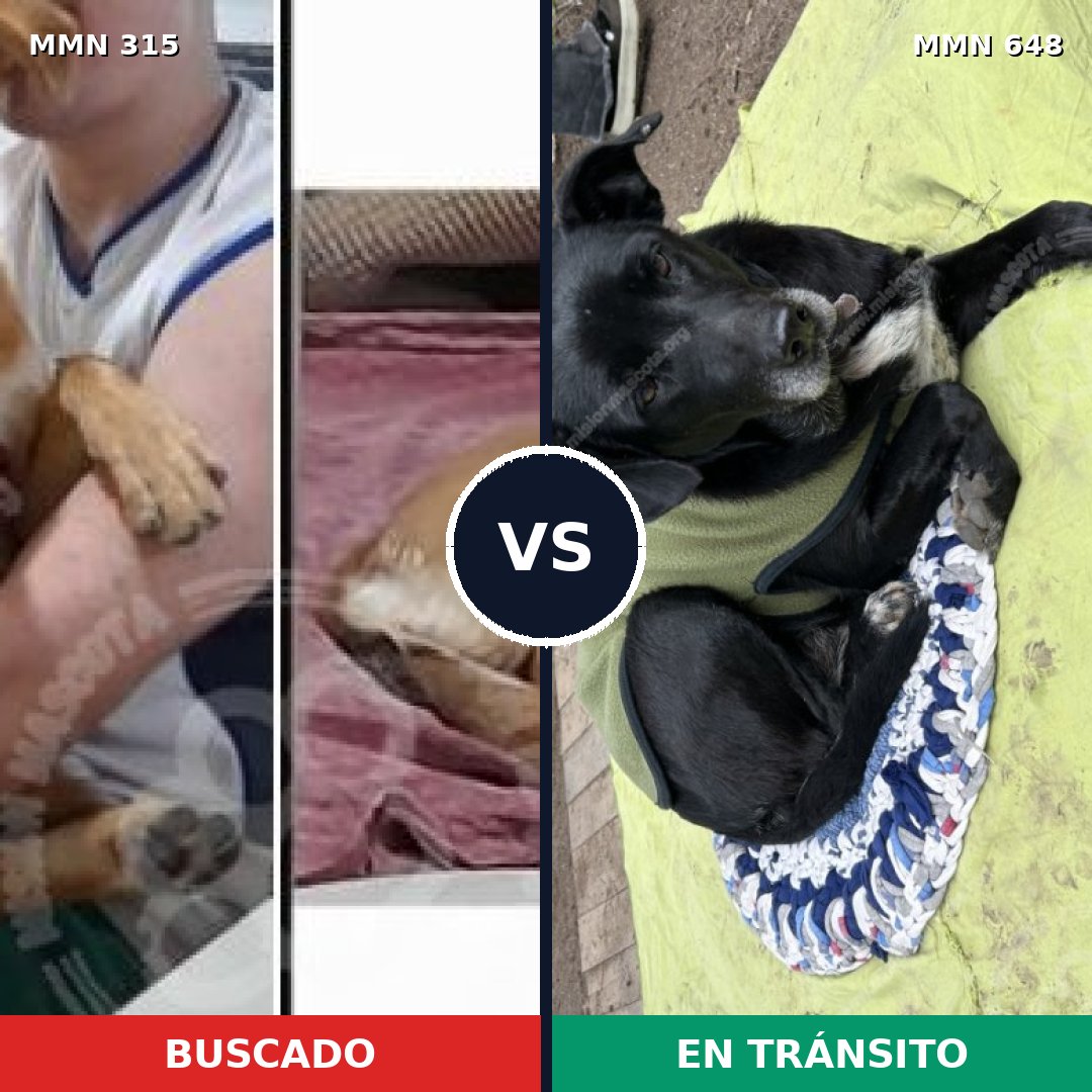 Comparativa MMS 6501: mascota perdida y mascota encontrada, 62% de similitud