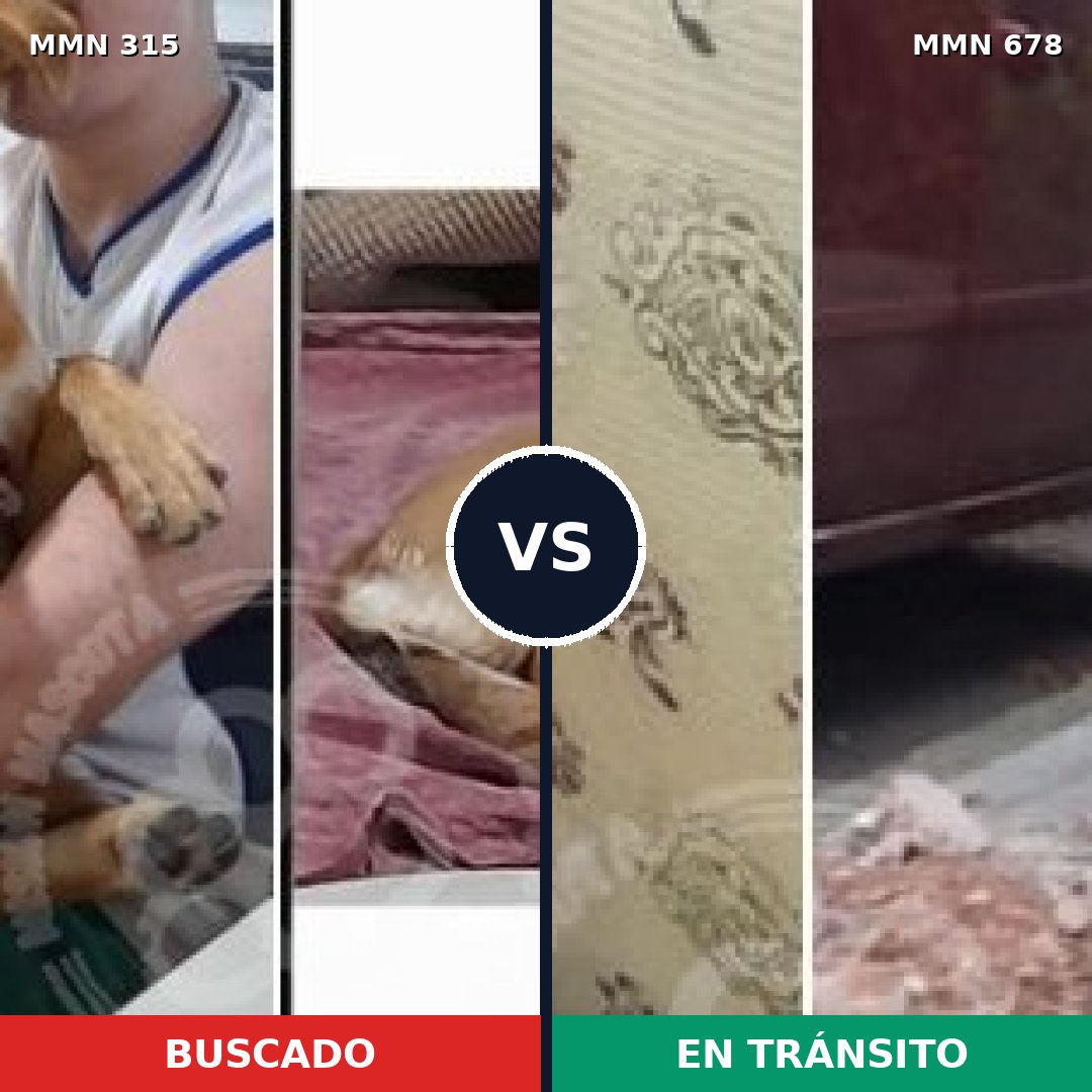 Comparativa MMS 6502: mascota perdida y mascota encontrada, 69% de similitud