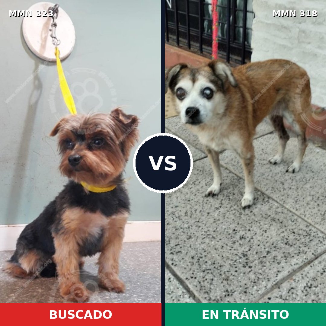 Comparativa MMS 6506: mascota perdida y mascota encontrada, 70% de similitud