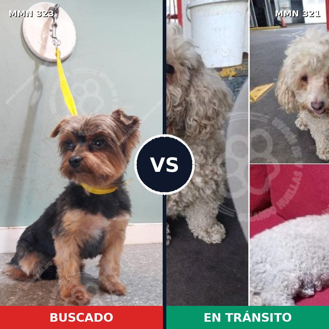 Comparativa MMS 6507: mascota perdida y mascota encontrada, 62% de similitud