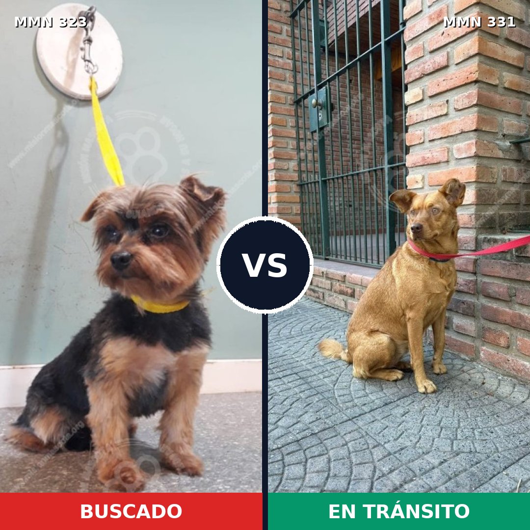 Comparativa MMS 6509: mascota perdida y mascota encontrada, 27% de similitud