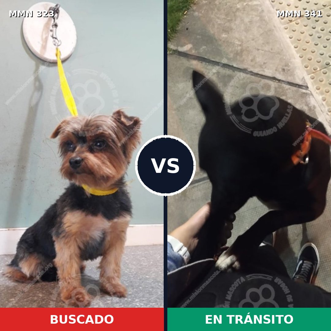 Comparativa MMS 6511: mascota perdida y mascota encontrada, 30% de similitud