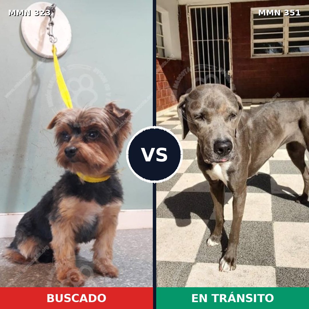 Comparativa MMS 6512: mascota perdida y mascota encontrada, 14% de similitud