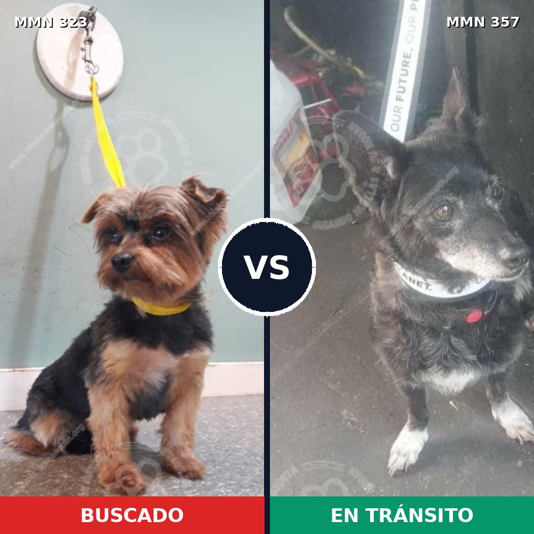 Comparativa MMS 6514: mascota perdida y mascota encontrada, 32% de similitud