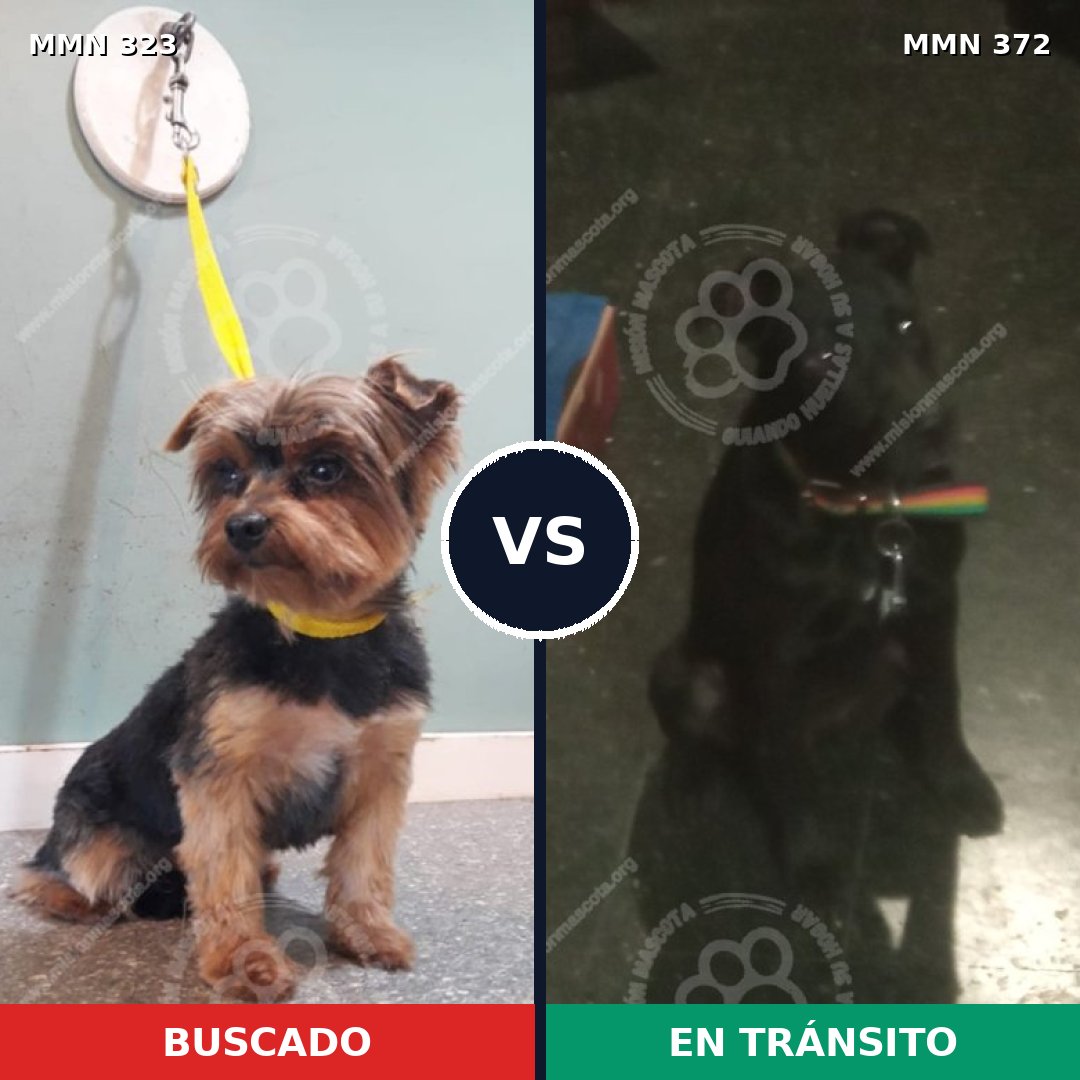 Comparativa MMS 6516: mascota perdida y mascota encontrada, 31% de similitud