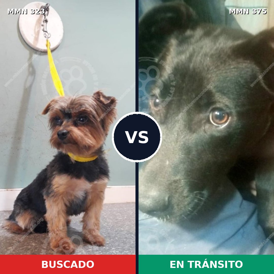 Comparativa MMS 6517: mascota perdida y mascota encontrada, 31% de similitud