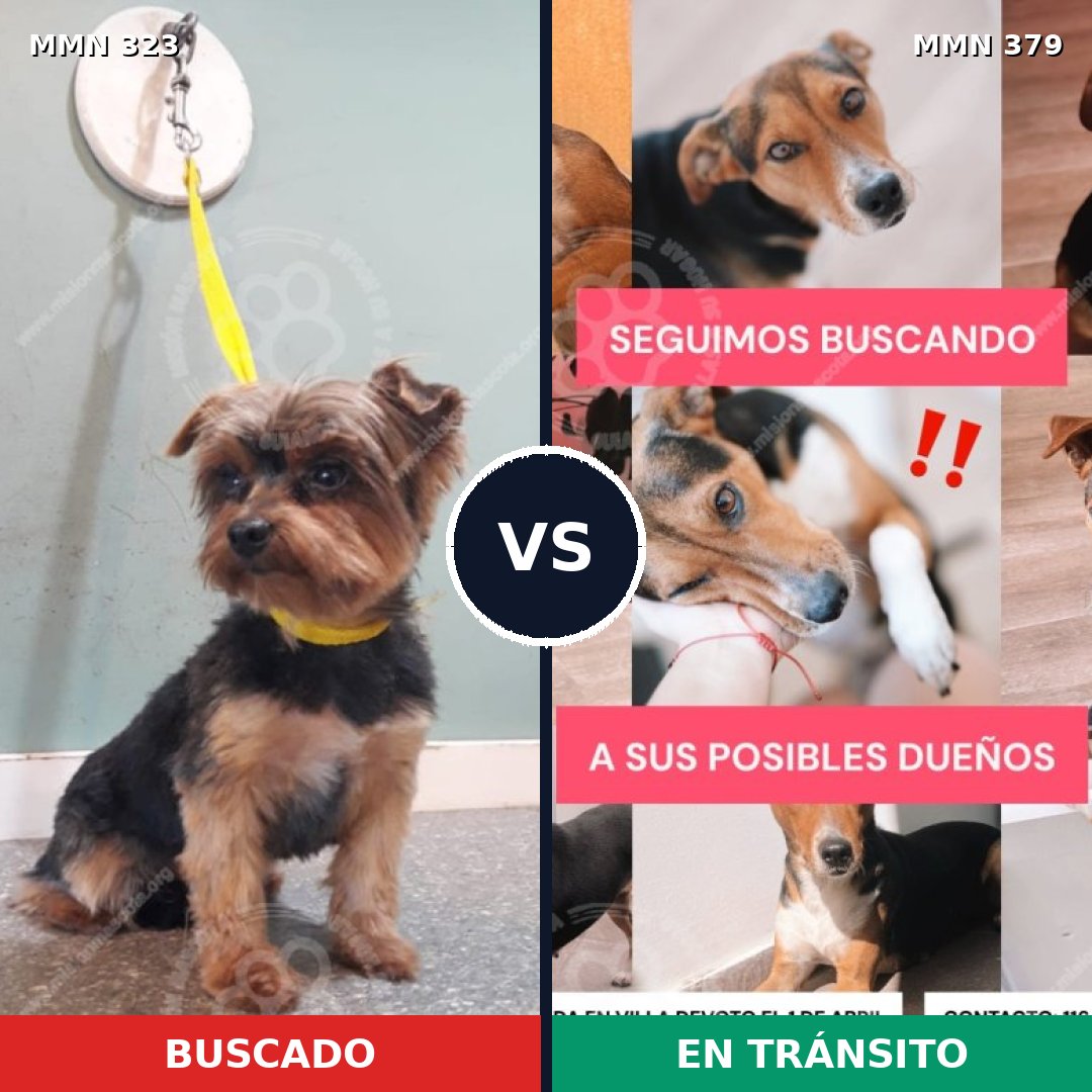 Comparativa MMS 6518: mascota perdida y mascota encontrada, 55% de similitud