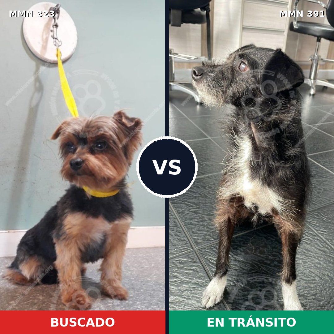Comparativa MMS 6519: mascota perdida y mascota encontrada, 33% de similitud