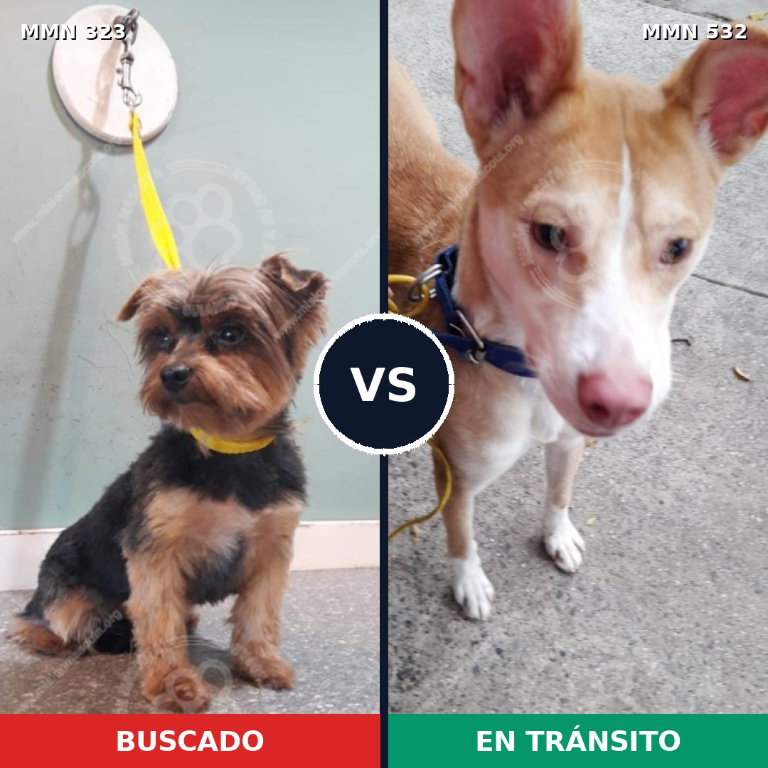 Comparativa MMS 6525: mascota perdida y mascota encontrada, 4% de similitud