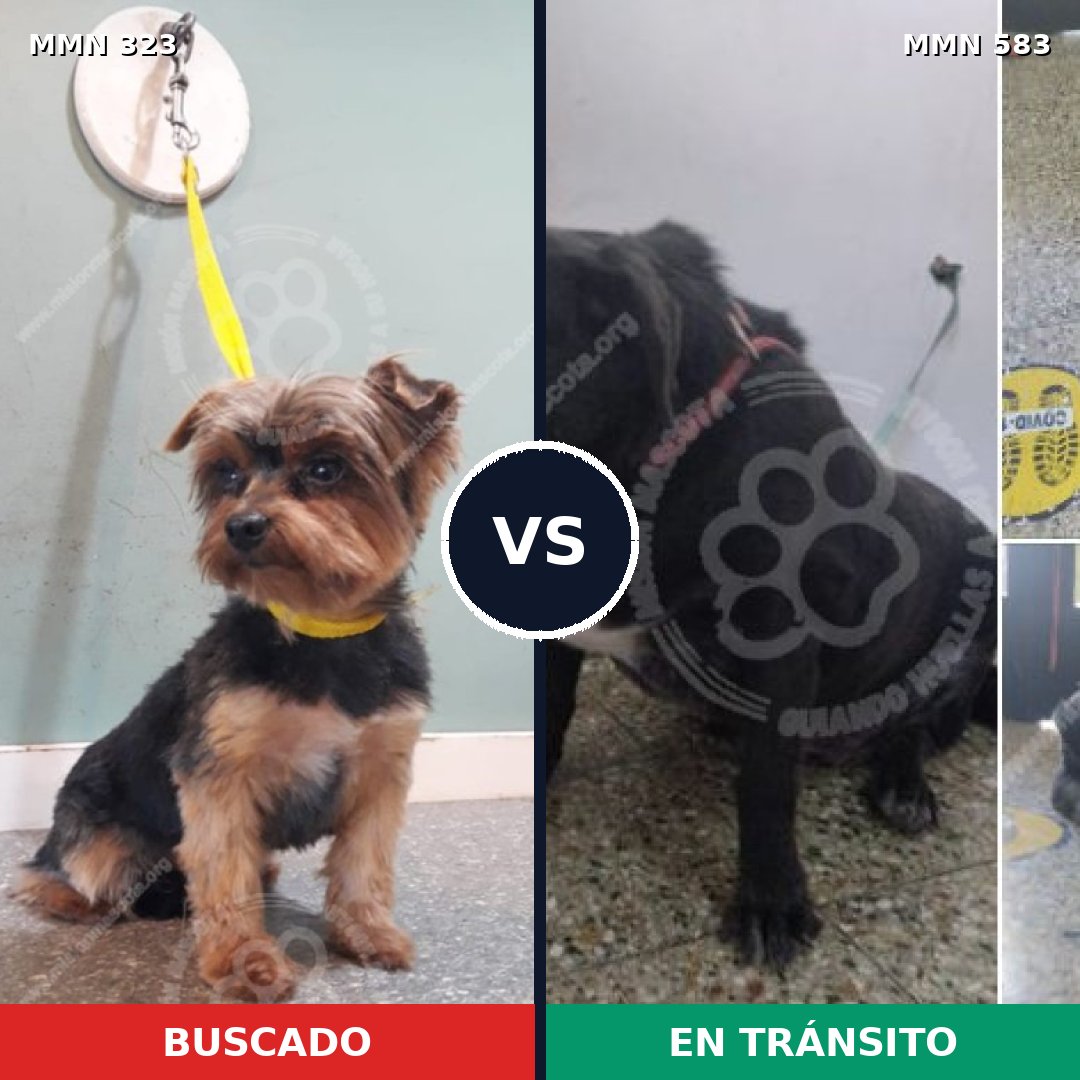 Comparativa MMS 6526: mascota perdida y mascota encontrada, 32% de similitud