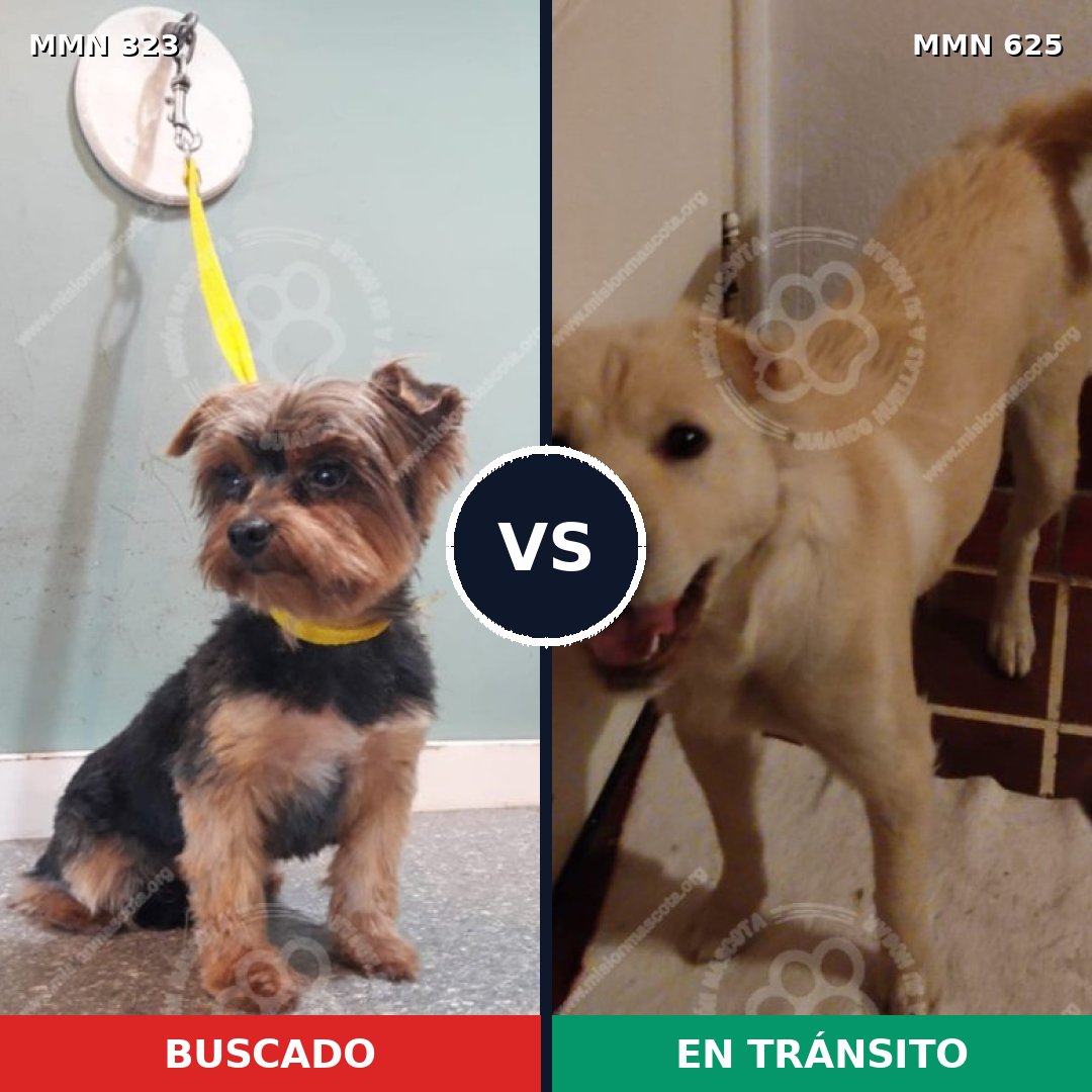 Comparativa MMS 6529: mascota perdida y mascota encontrada, 21% de similitud