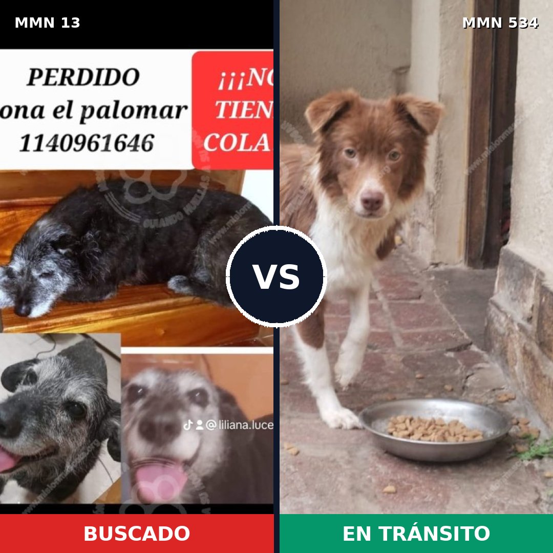 Comparativa MMS 653: mascota perdida y mascota encontrada, 74% de similitud