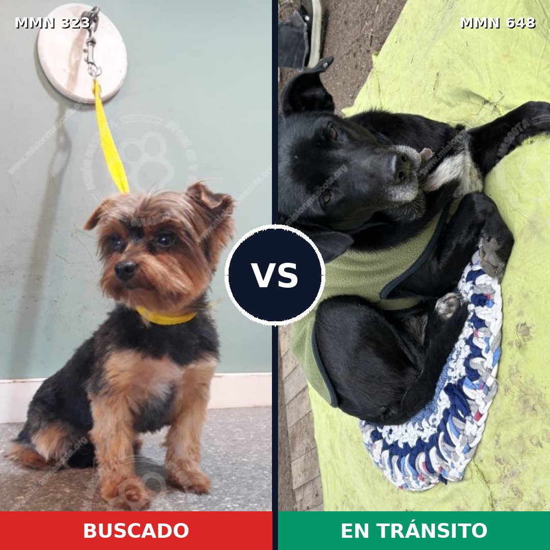Comparativa MMS 6530: mascota perdida y mascota encontrada, 33% de similitud