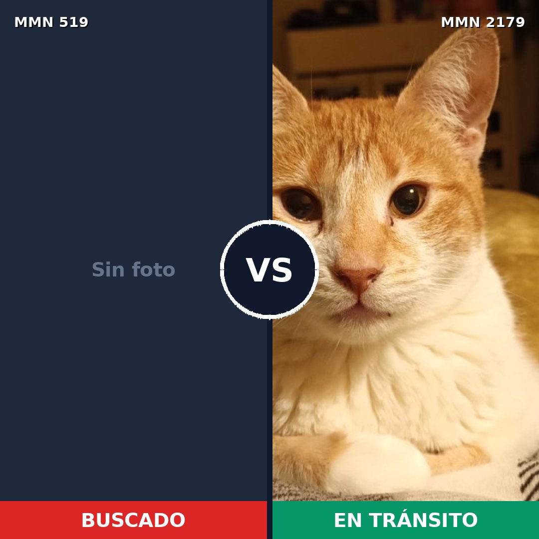 Comparativa MMS 65305: mascota perdida y mascota encontrada, 30% de similitud