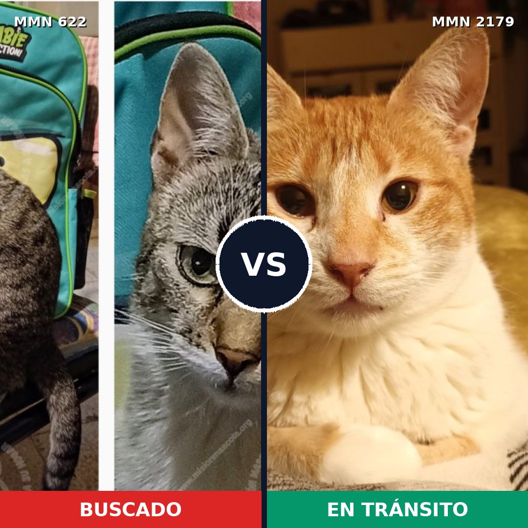 Comparativa MMS 65308: mascota perdida y mascota encontrada, 21% de similitud