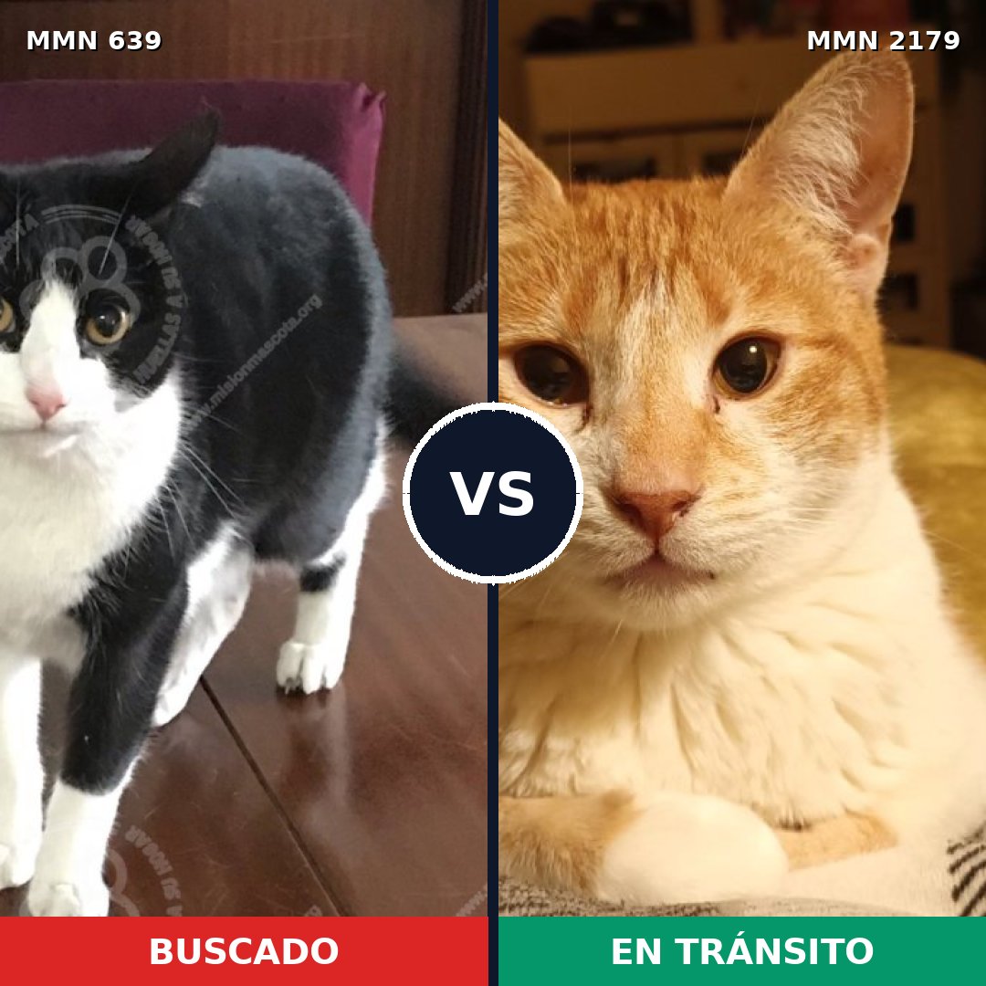 Comparativa MMS 65309: mascota perdida y mascota encontrada, 40% de similitud