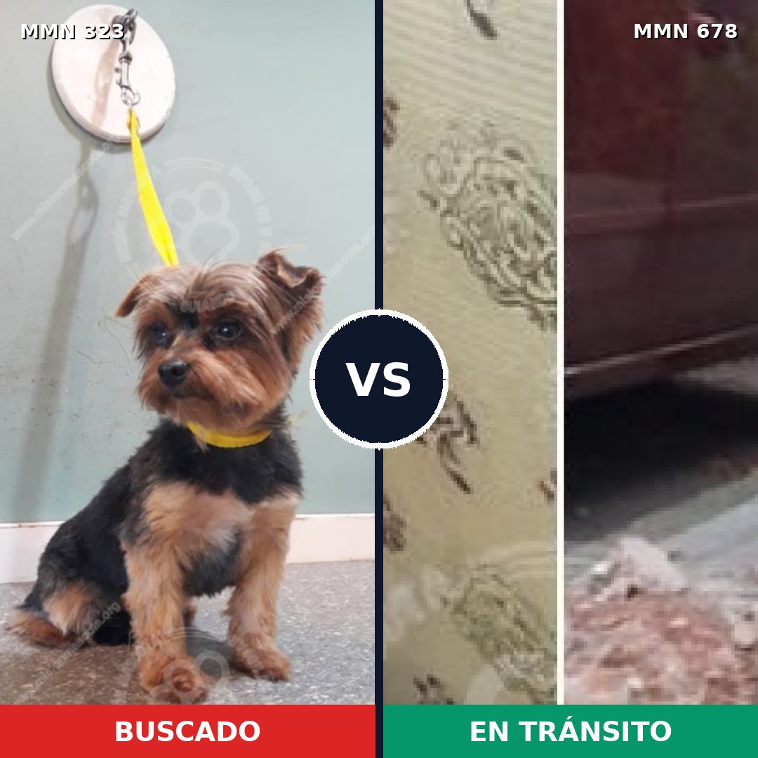Comparativa MMS 6531: mascota perdida y mascota encontrada, 30% de similitud