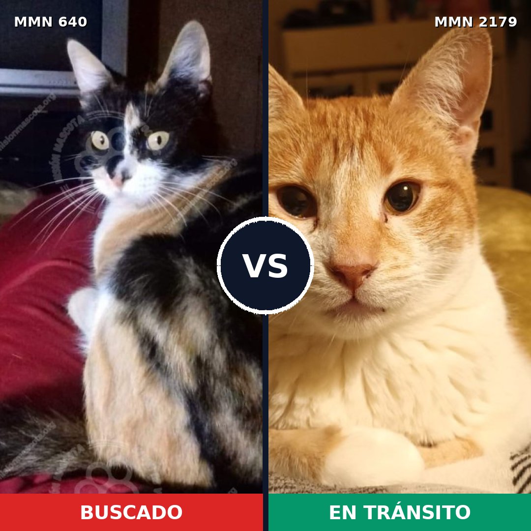 Comparativa MMS 65310: mascota perdida y mascota encontrada, 44% de similitud