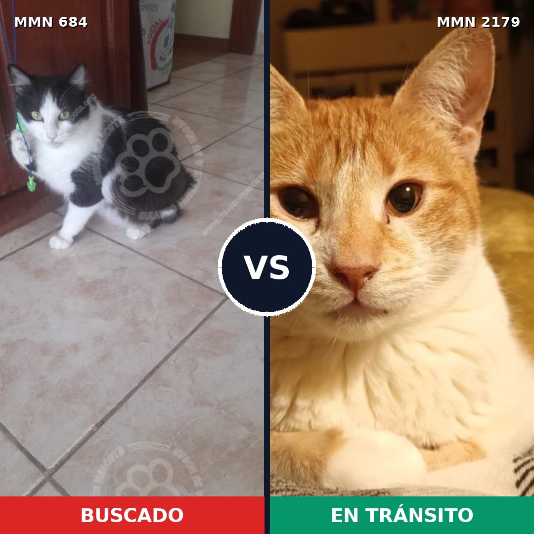 Comparativa MMS 65311: mascota perdida y mascota encontrada, 35% de similitud