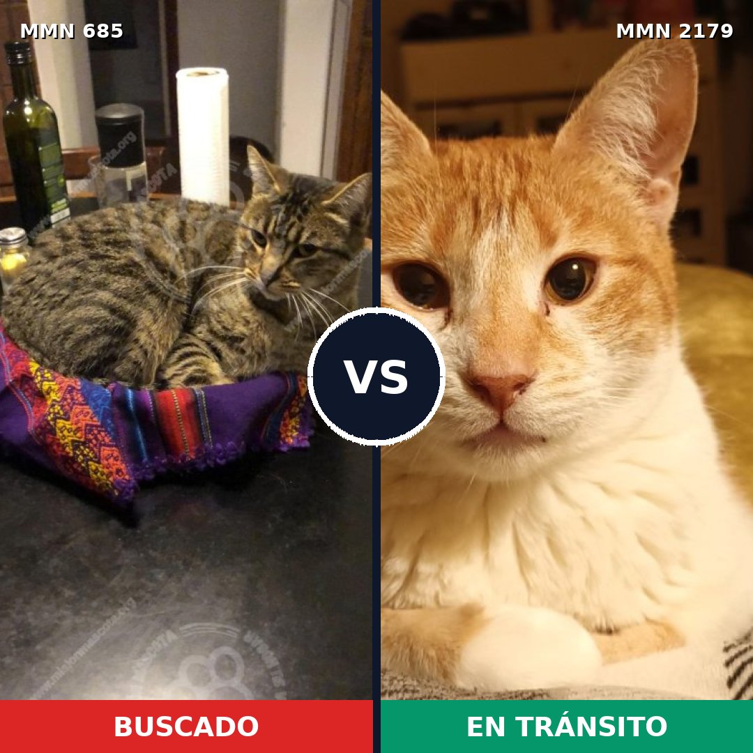 Comparativa MMS 65312: mascota perdida y mascota encontrada, 27% de similitud