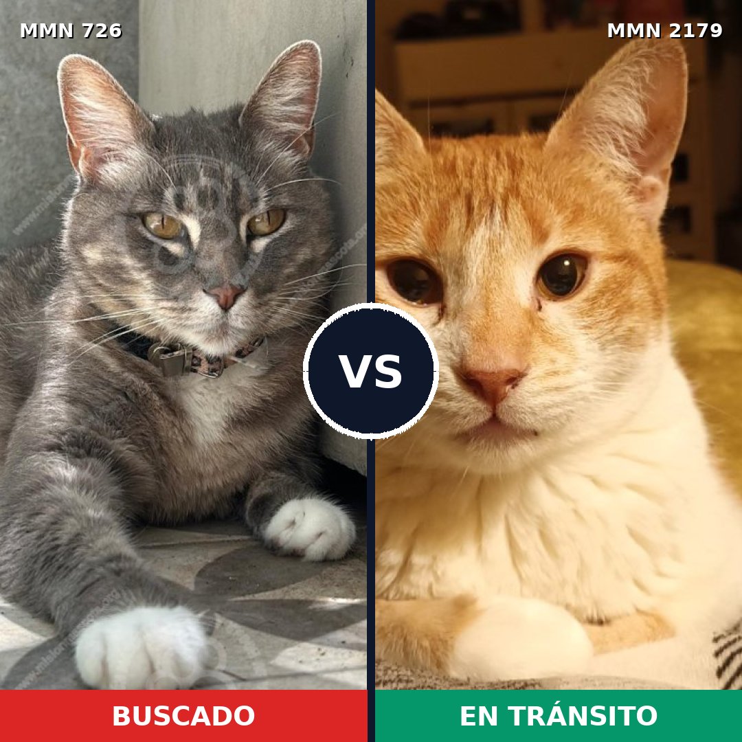 Comparativa MMS 65313: mascota perdida y mascota encontrada, 42% de similitud