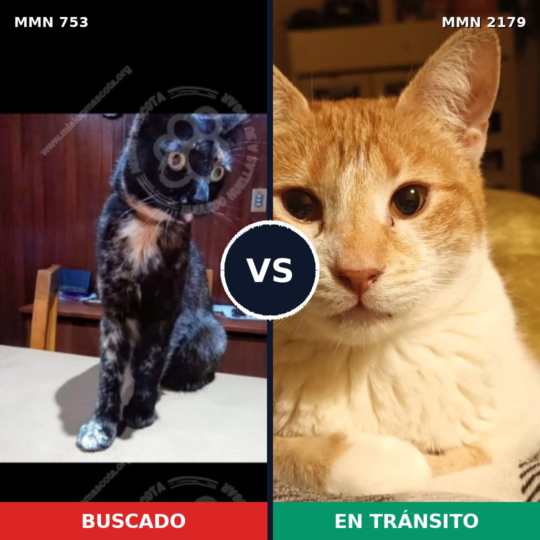 Comparativa MMS 65314: mascota perdida y mascota encontrada, 42% de similitud