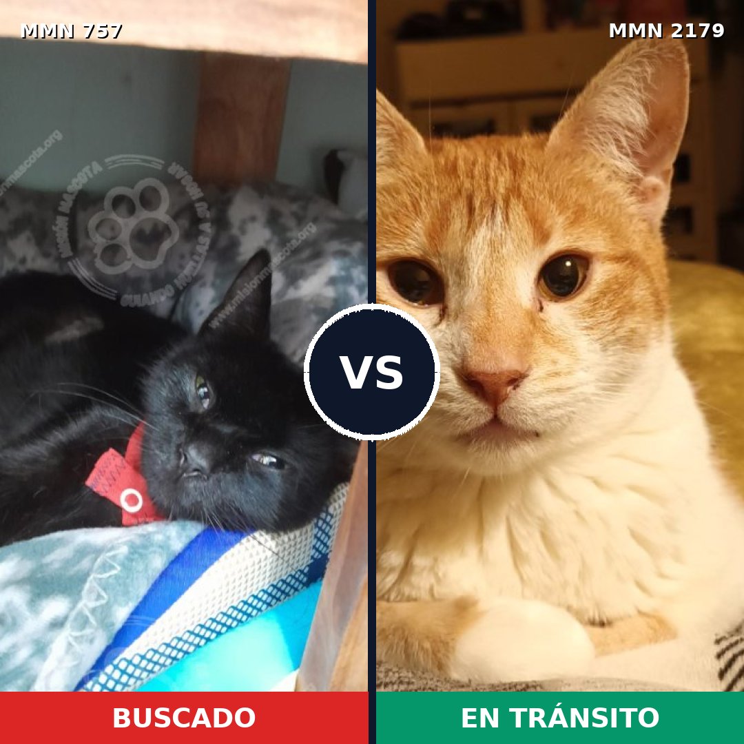 Comparativa MMS 65315: mascota perdida y mascota encontrada, 29% de similitud