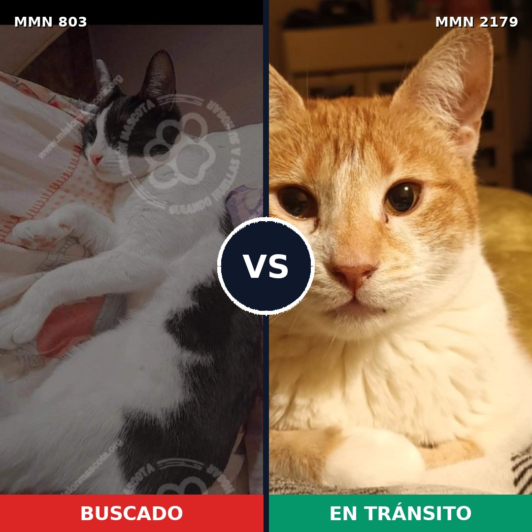 Comparativa MMS 65316: mascota perdida y mascota encontrada, 53% de similitud