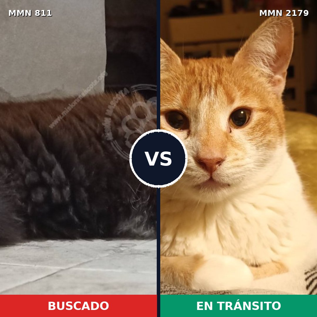 Comparativa MMS 65317: mascota perdida y mascota encontrada, 36% de similitud